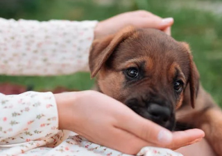 Medical Colloquia: un incontro sul buon invecchiamento e il ruolo degli animali da compagnia