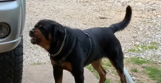 Boves - Aggredita dal suo rottweiler in piazza: salvata dai carabinieri