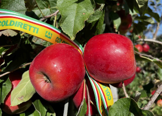 Cuneese, mele dolci e di qualità ma la produzione cala del 15%