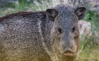 Coldiretti Cuneo: “Danni da fauna selvatica, risarcimenti insufficienti"