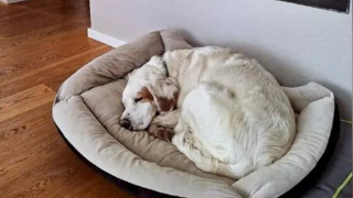 Castellinaldo d’Alba - Cane ucciso a colpi d’arma da fuoco: individuato il responsabile grazie al RIS