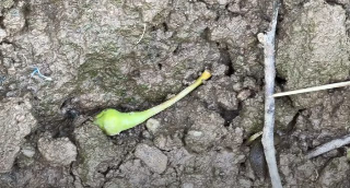 Coldiretti chiede misure straordinarie per sostenere le aziende frutticole colpite dalla cascola del pero