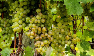Crisi del vino e vendemmia alle porte: Confagricoltura Cuneo lancia l’allarme e chiede un piano strategico