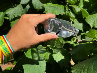 Lotta biologica alla cimice asiatica: 90 aziende agricole coinvolte e quasi 100.000 insetti utili rilasciati nel Cuneese