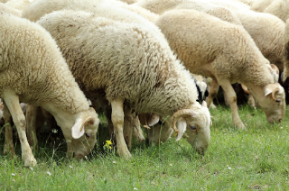 Gregge di mille pecore rare ad Alba per la pulizia del parco