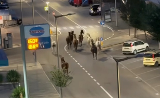 Alba - Cavalli in libertà nelle vie del centro: incredulità e stupore tra i passanti