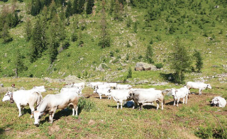 Cuneo - Malgari in difficoltà per la siccità: possibile deroga al rientro anticipato dagli alpeggi