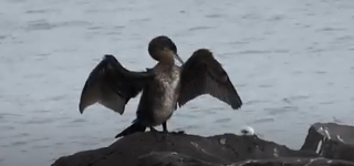 Approvato il nuovo Piano 2025-2030 per il contenimento del cormorano