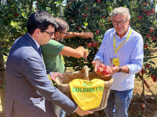 Mele piemontesi, raccolta al via: qualità eccellente ma servono più tutele per i produttori